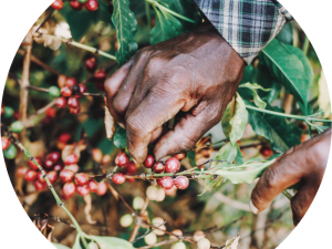 Coffee cherries being harvested