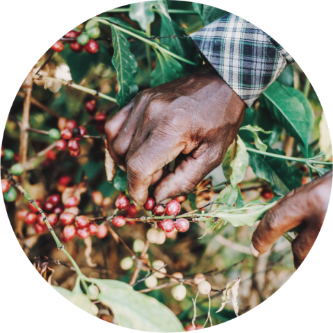 Hand picked coffee cherries by local farmers